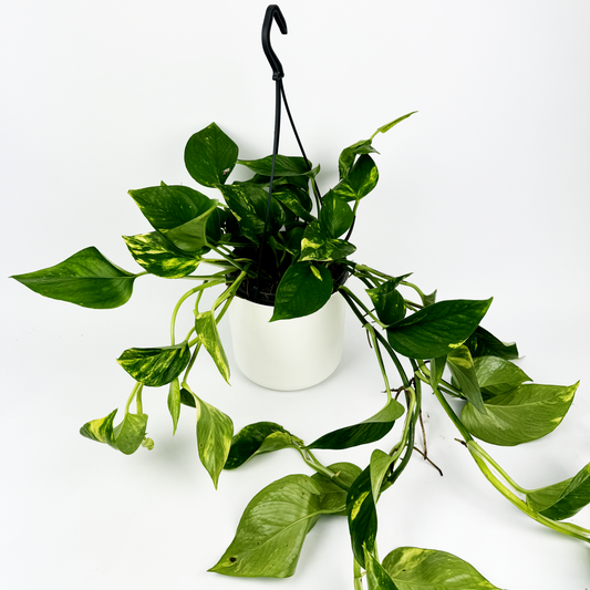 15cm Hanging Golden Pothos - Woodmeadow Garden Centre
