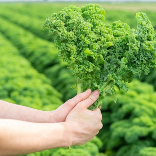 Kale Plug Plants MIXED PACK "Grow Your Own" Vegetables **Letterbox Friendly**