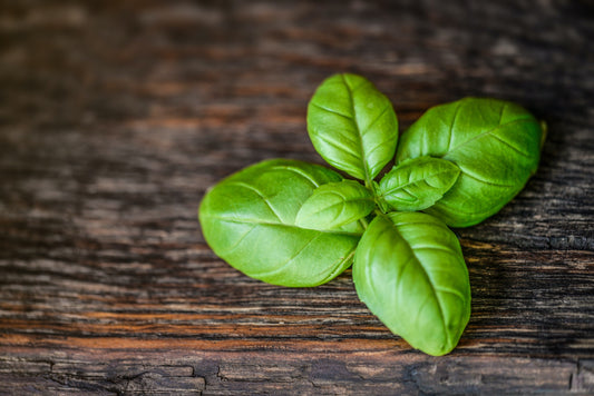 Basil Herb Plug Plants "Grow your Own" Herbs **LETTERBOX FRIENDLY**