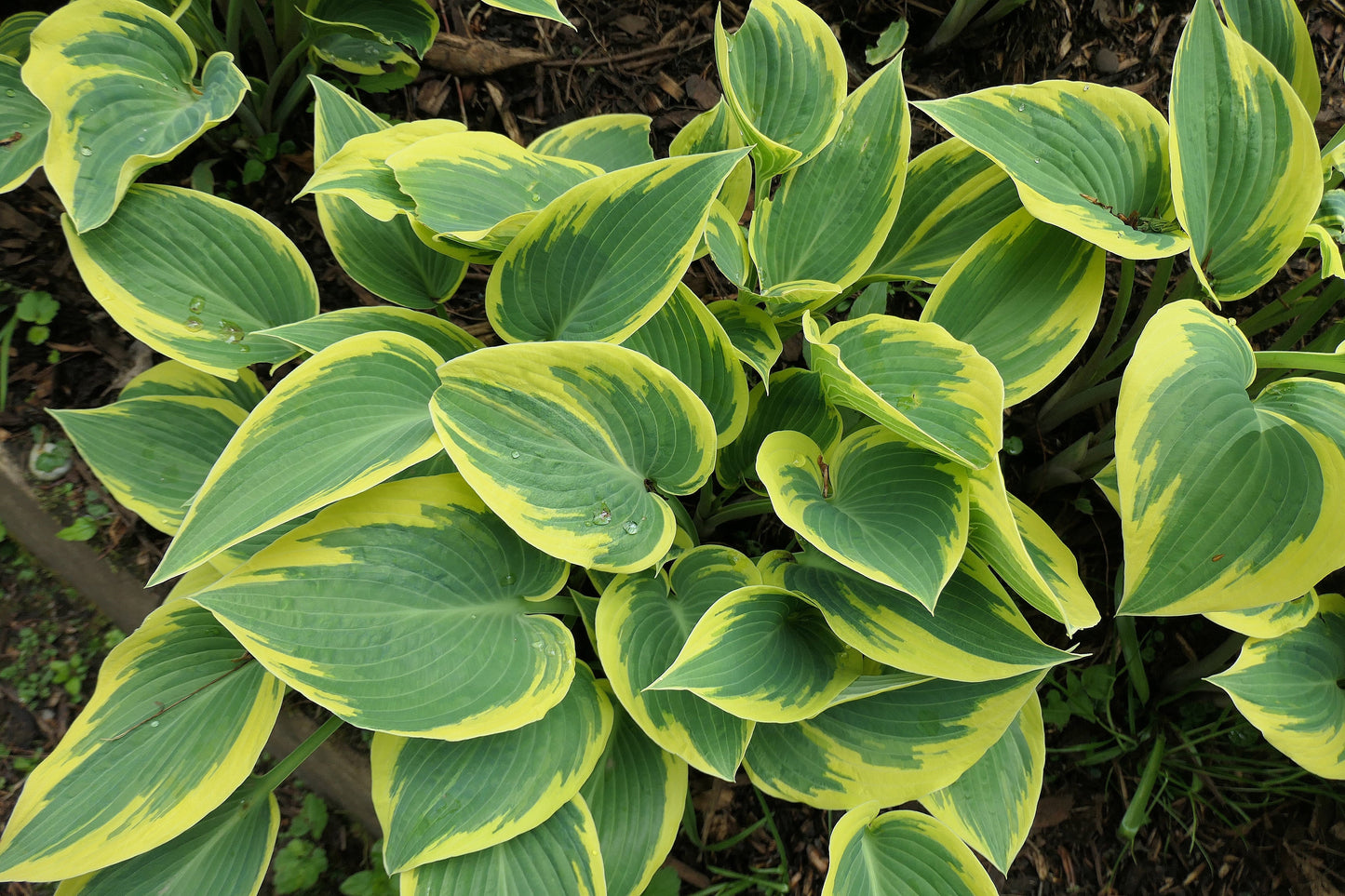 Hosta First Frost - Marginal Pond Plants - BP046