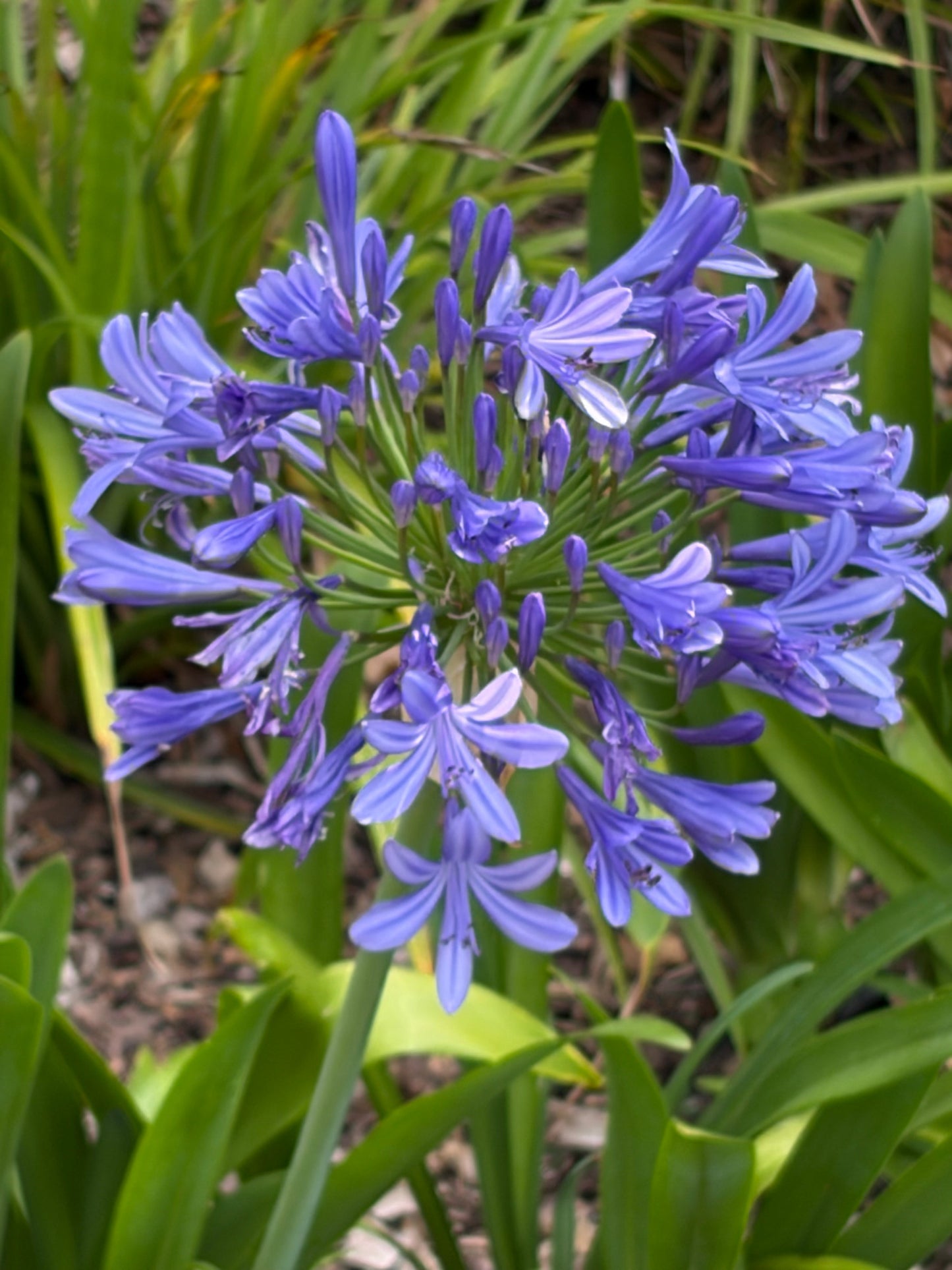 Agapanthus Big Blue