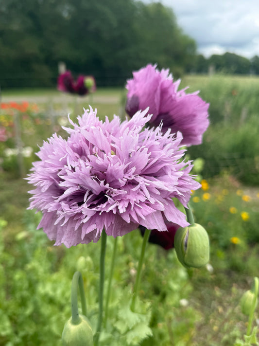 Poppy Lilac PomPom