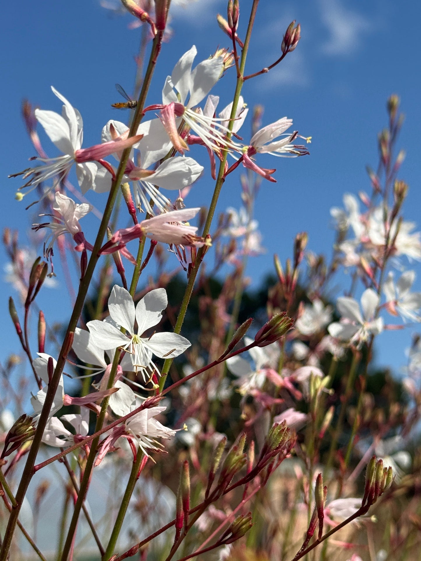 Gaura 'The Bride'