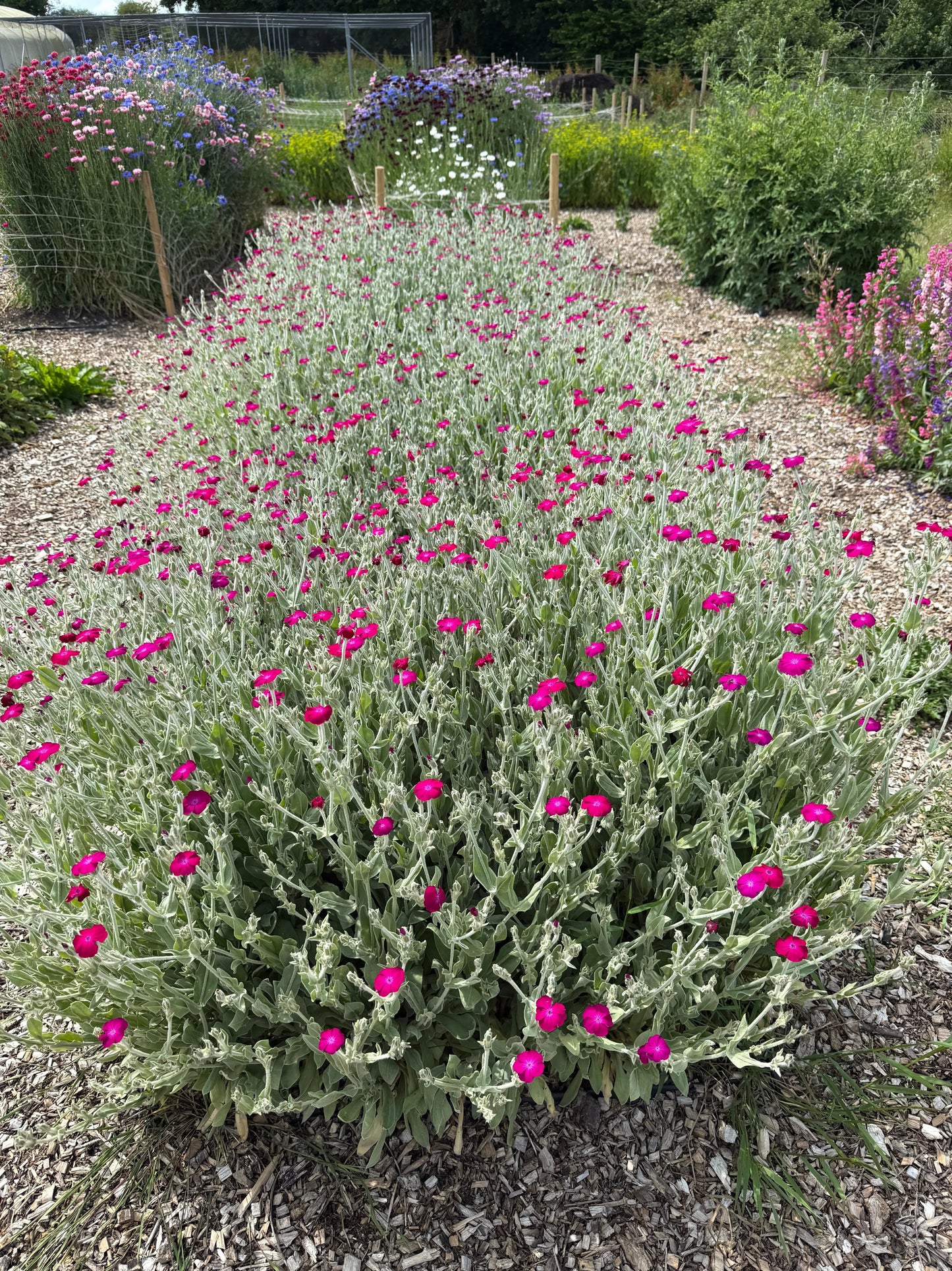 Rose Campion