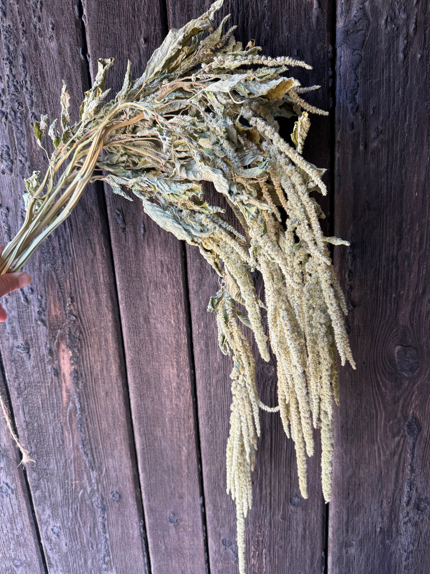 Amaranthus Dried | Green Cascading Norfolk Grown