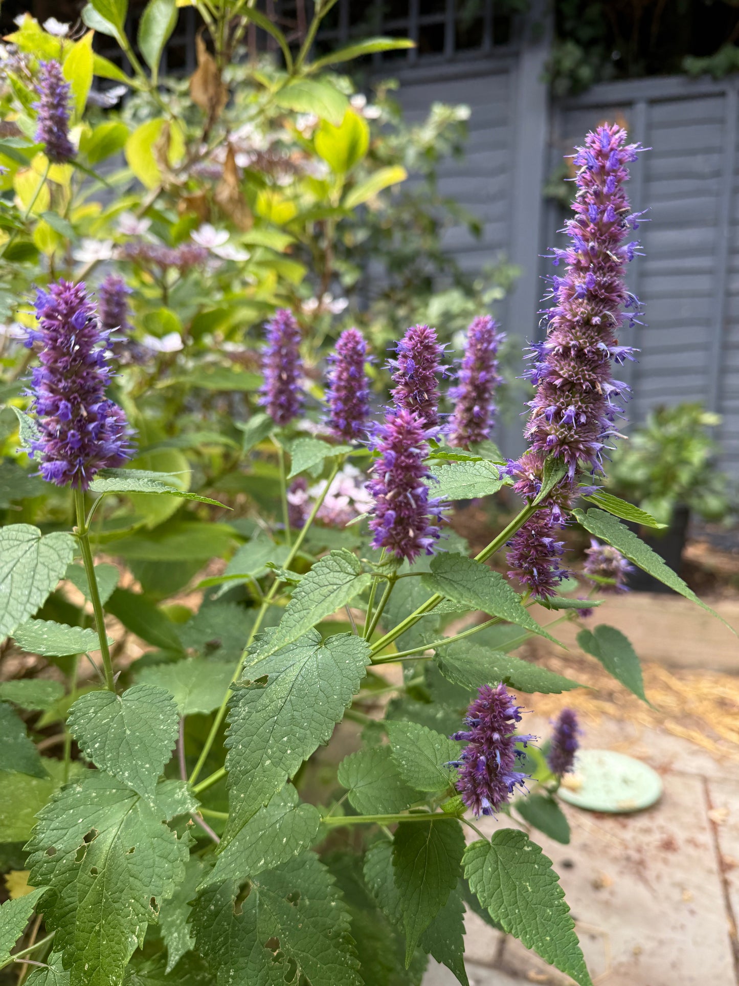 Agastache Liquorice Blue