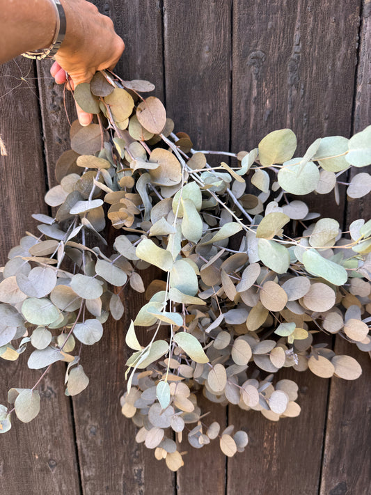 Eucalyptus Dried