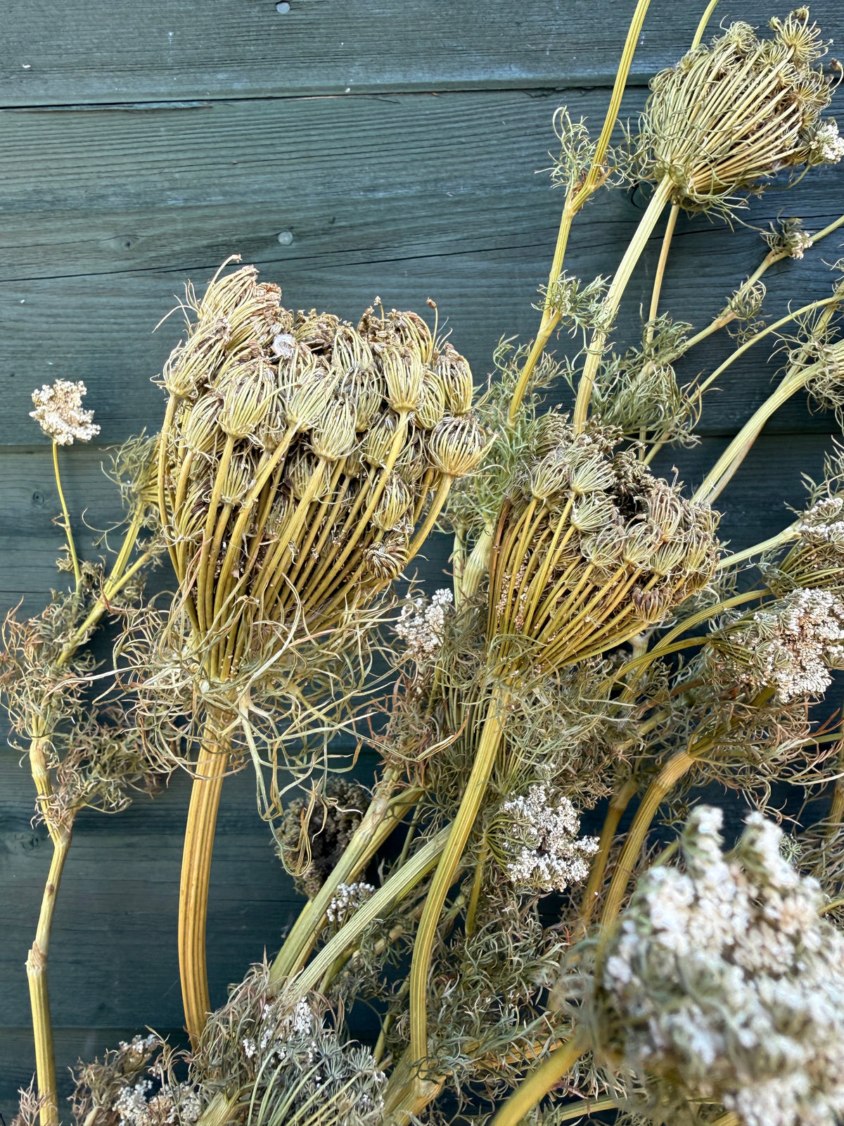 Umbellifers Dried