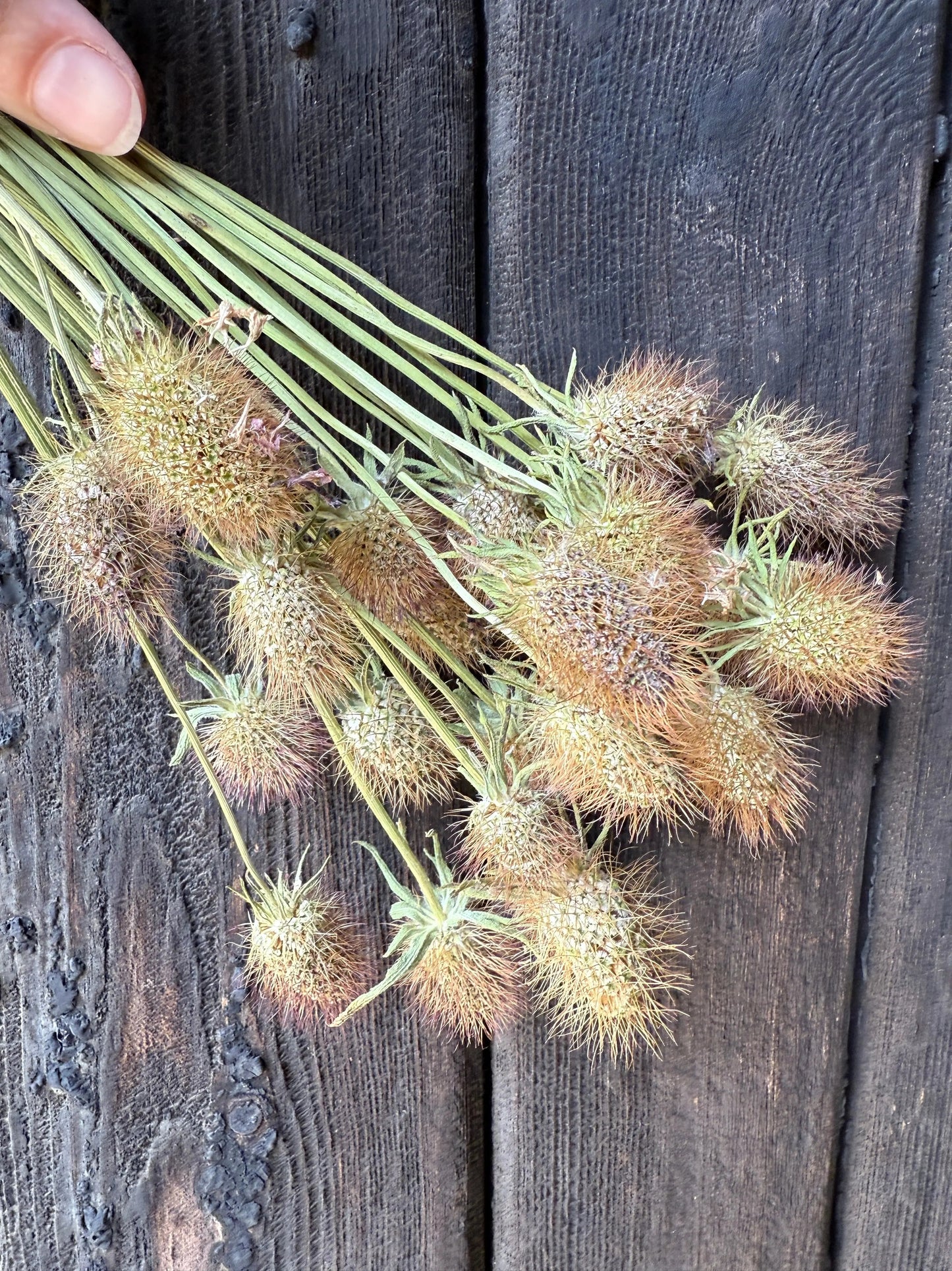 Scabious Heads Dried