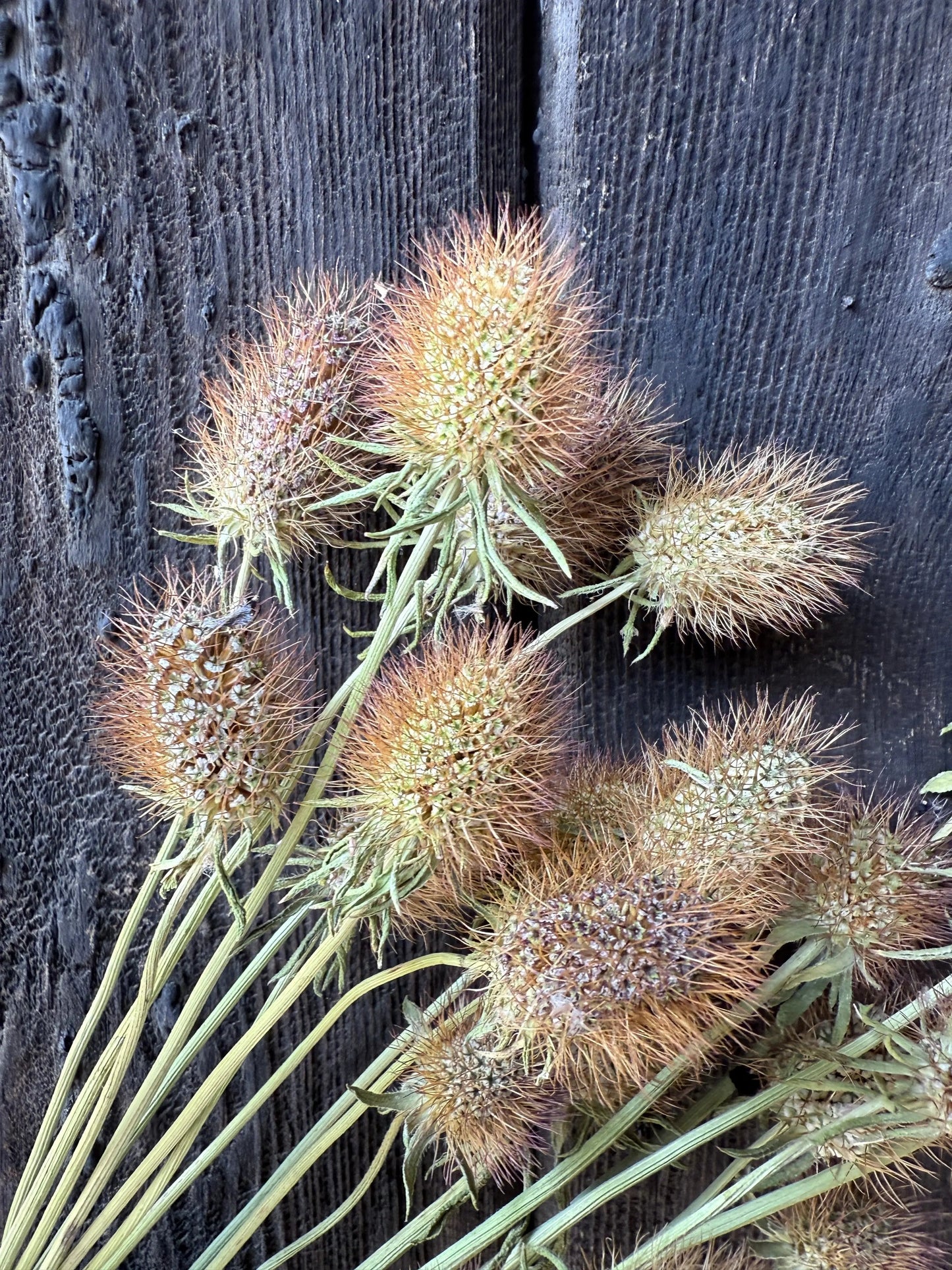 Scabious Heads Dried