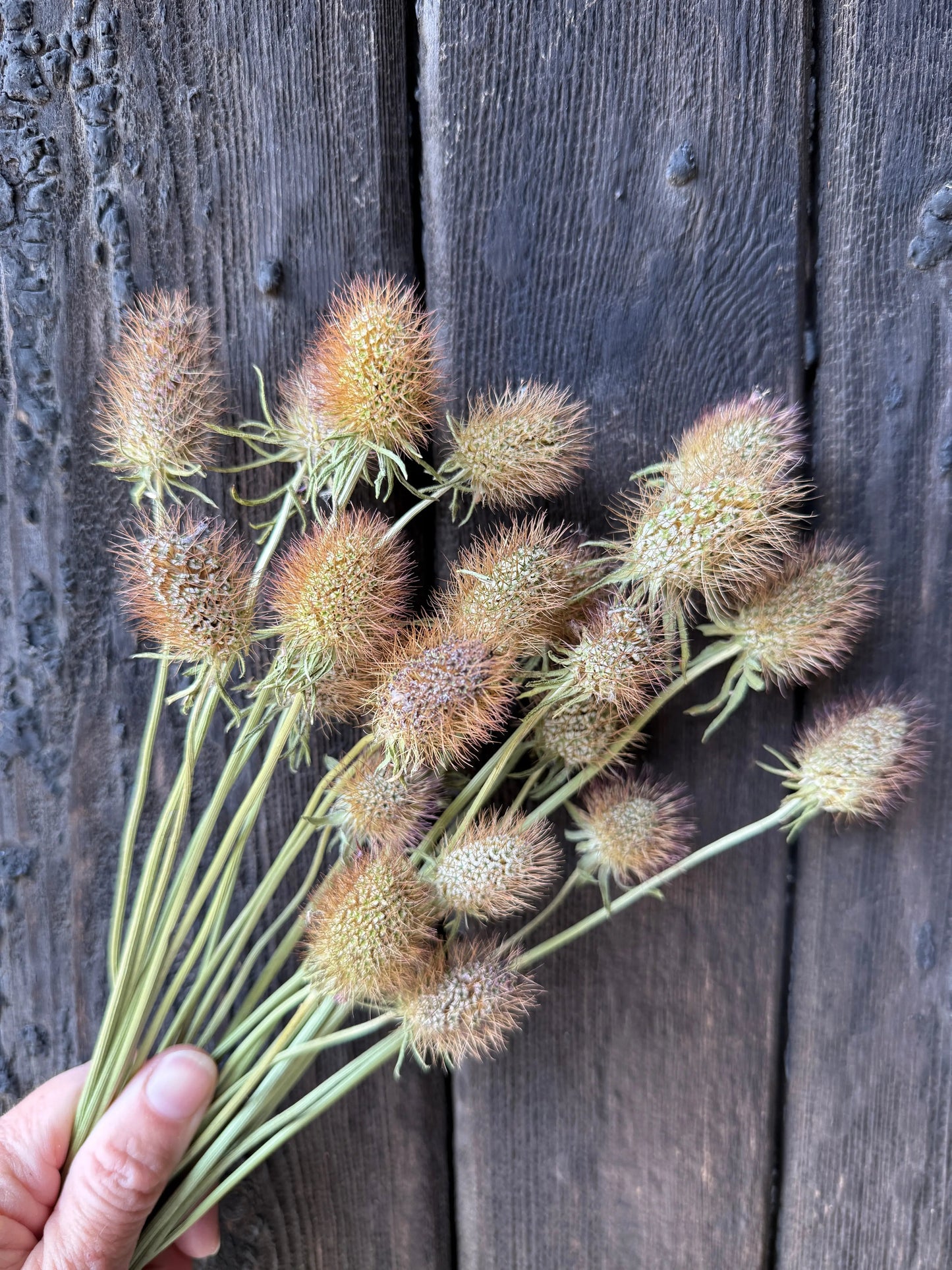 Scabious Heads Dried