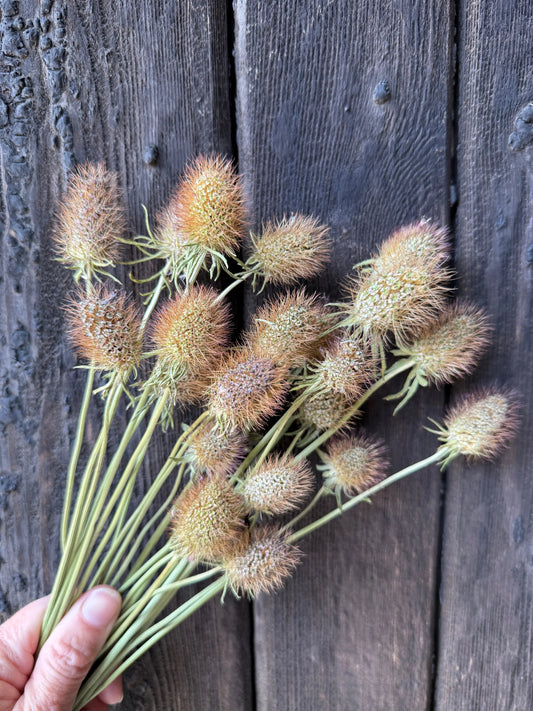 Scabious Heads Dried