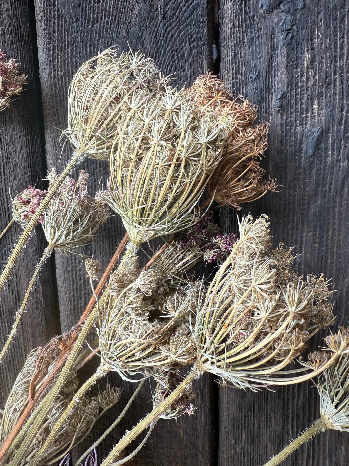Umbellifers Dried