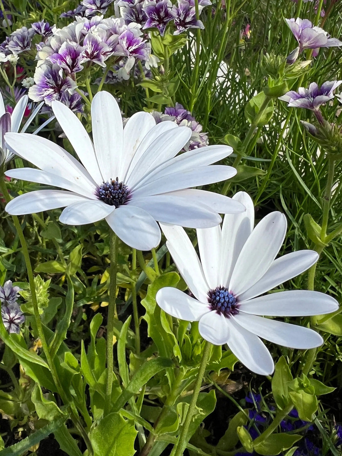 Osteospermum Sky and Ice - African Daisy