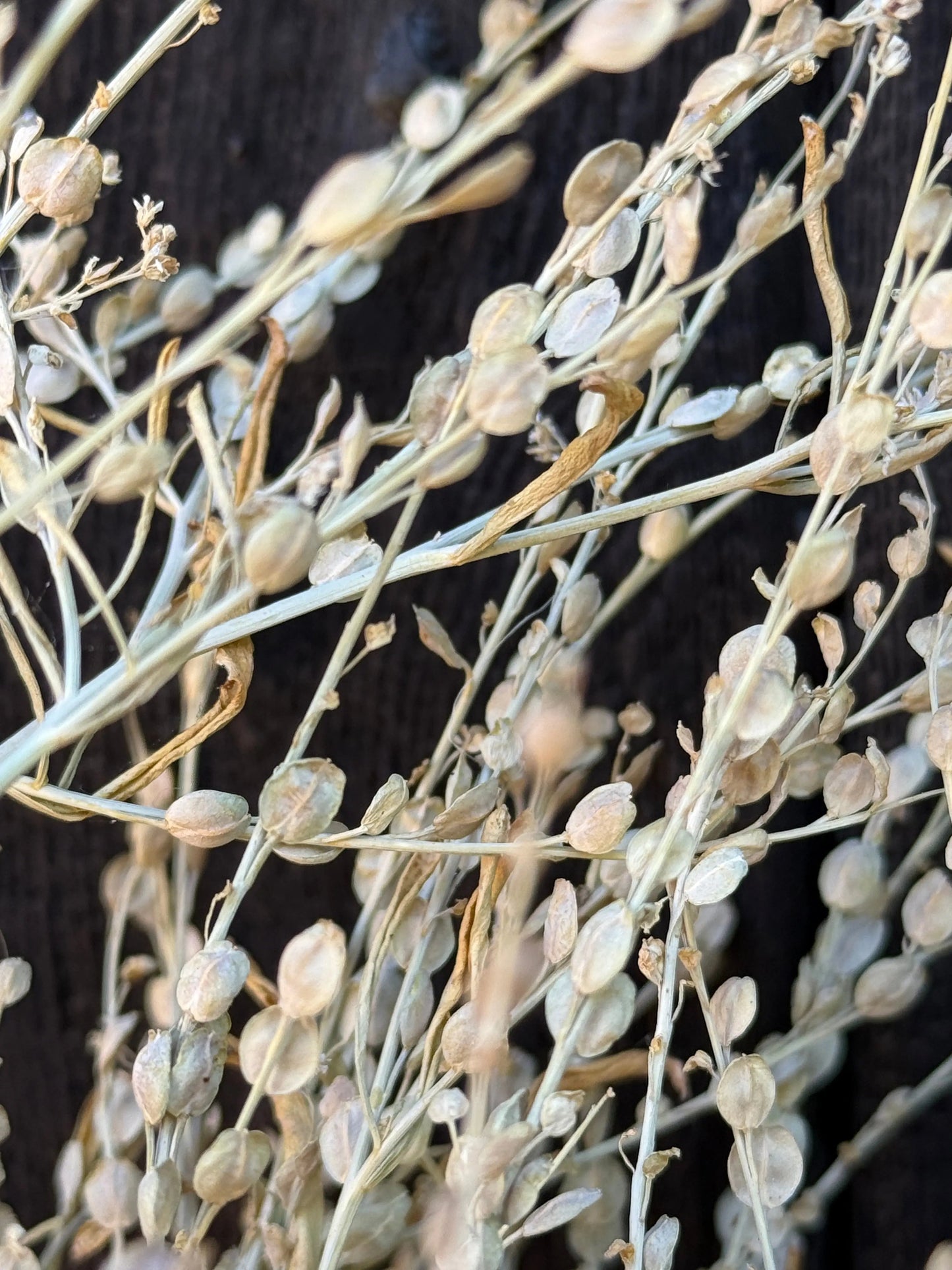 Lepidium sativum Dried