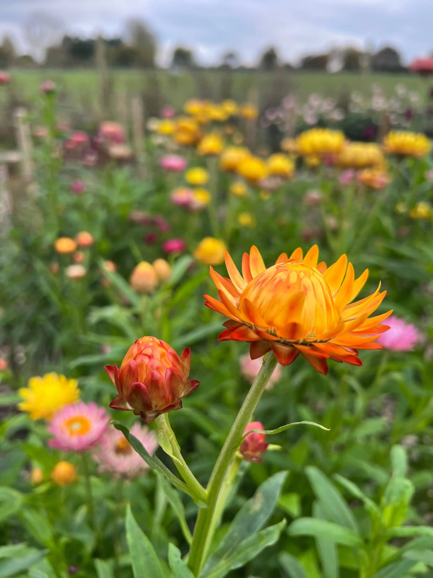 Strawflower Helichrysum Swiss Giant Mix
