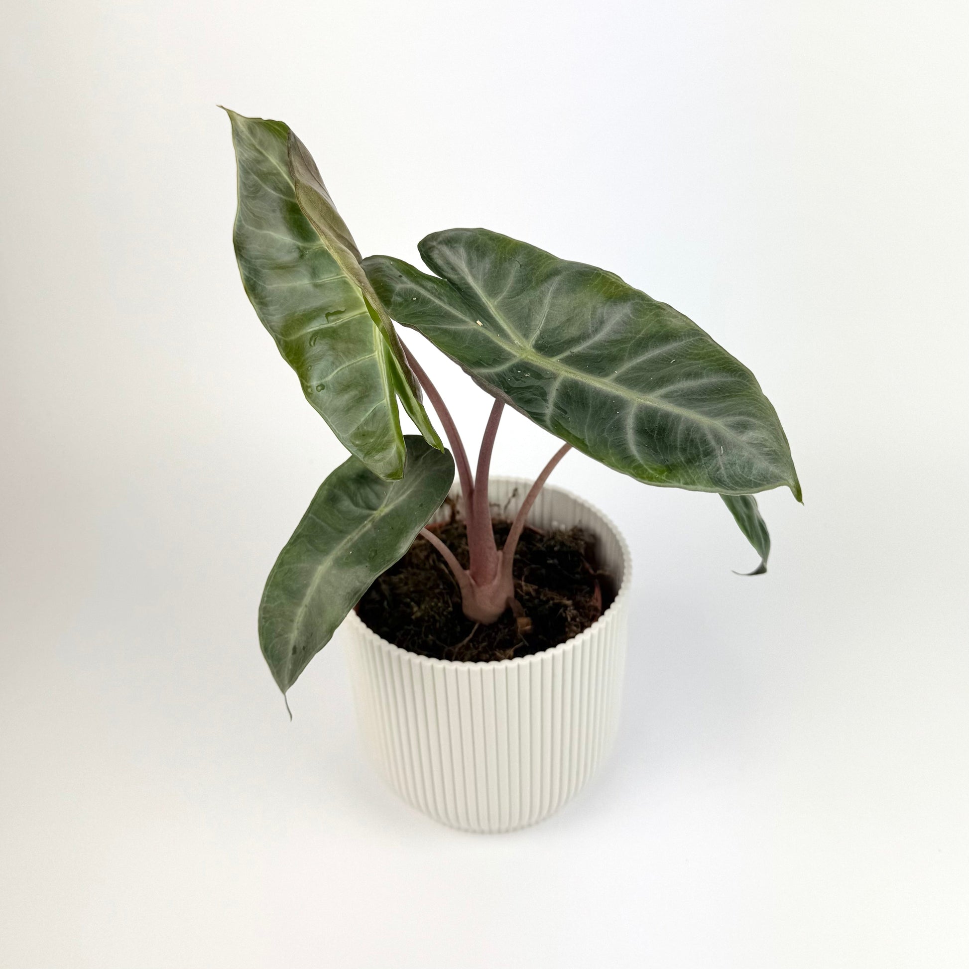 Alocasia Pink Dragon 12cm Houseplant - Woodmeadow Garden Centre