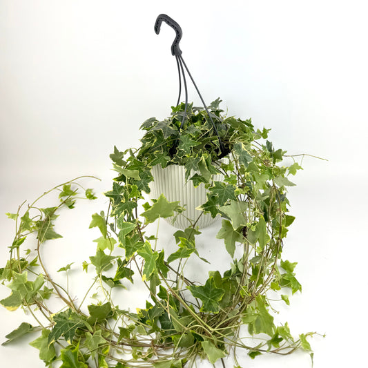 Hedera Eva 17cm Houseplant