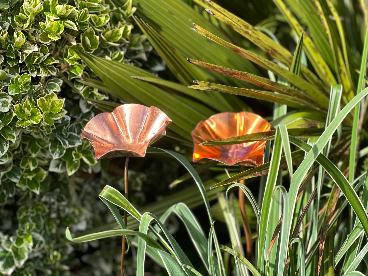 5 x Copper Bee Drinker Bundle