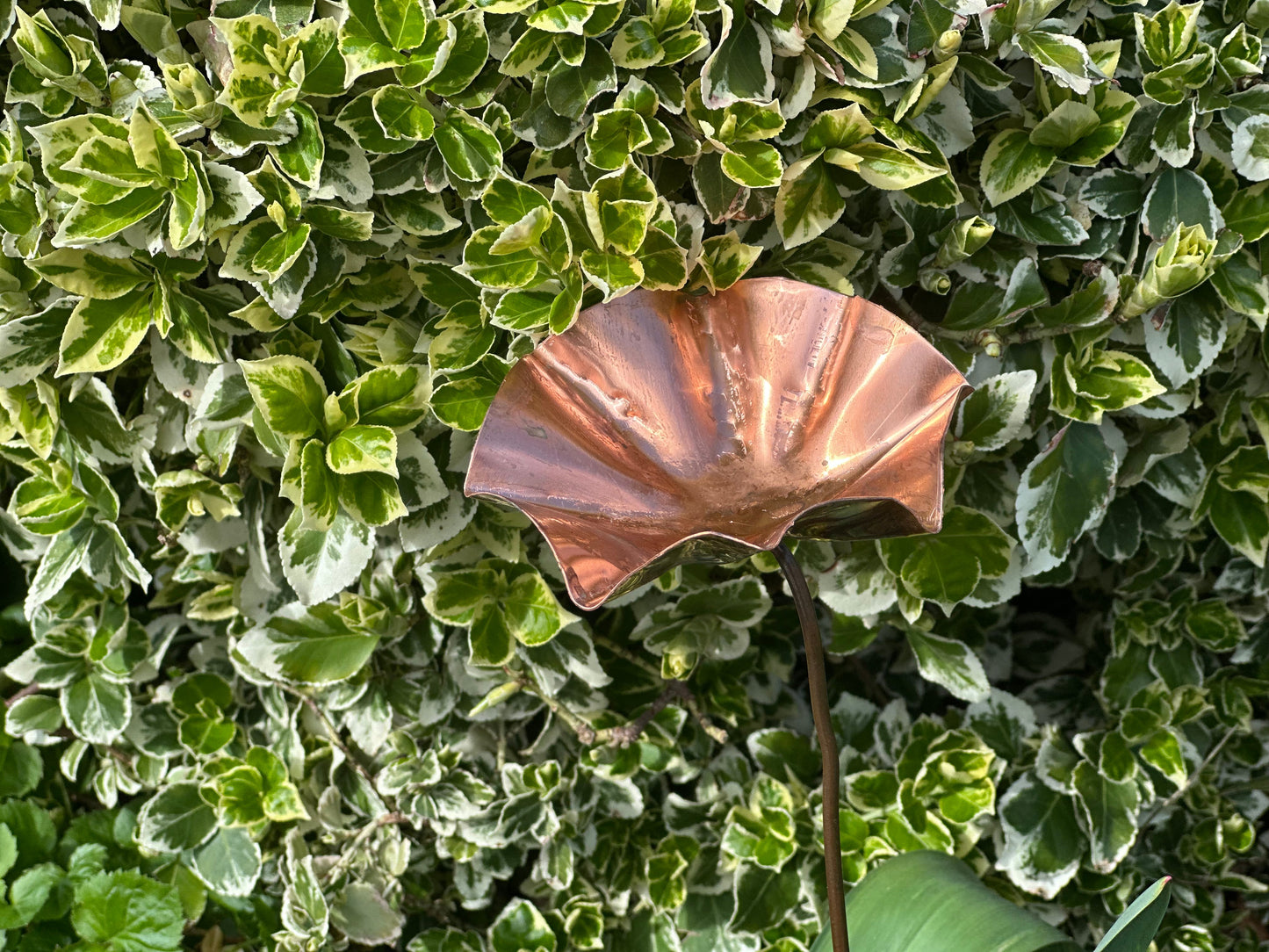 5 x Copper Bee Drinker Bundle