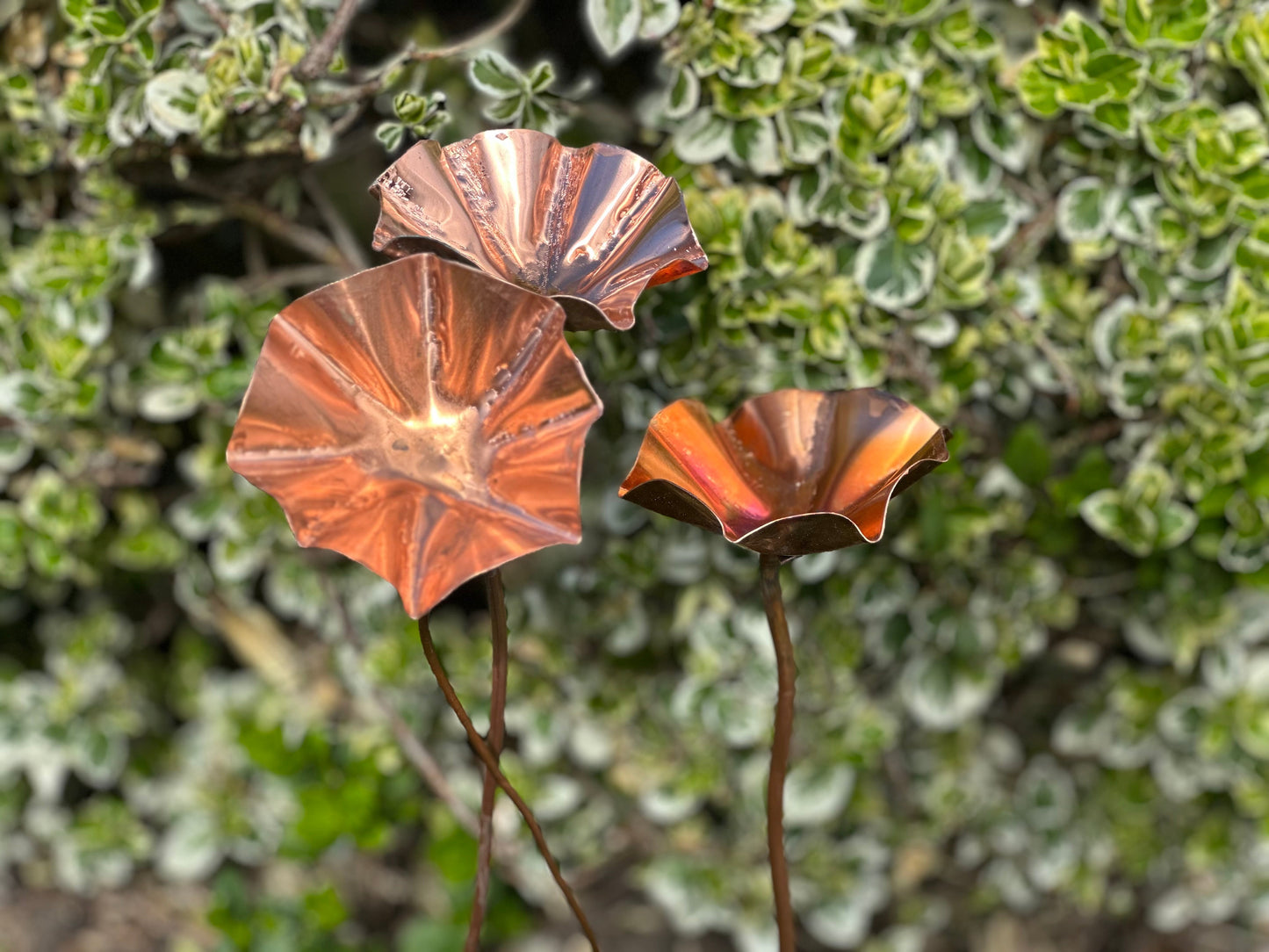 5 x Copper Bee Drinker Bundle
