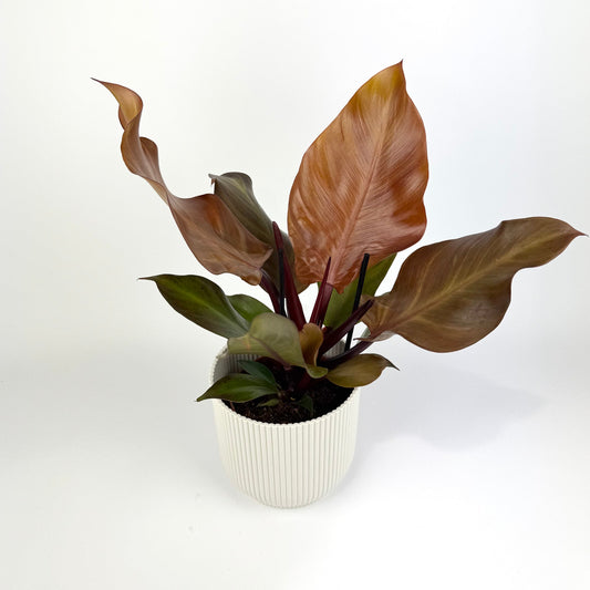 Philodendron Sunlight 12cm - Woodmeadow Garden Centre