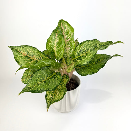 Aglaonema Pistachio Pink 12cm Houseplant