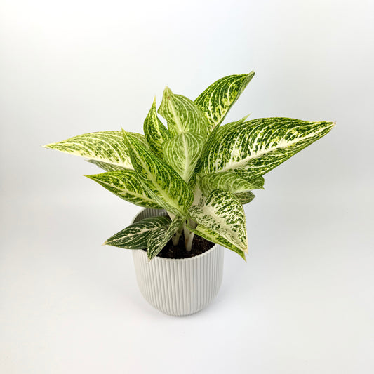 Aglaonema Polar Springtime 12cm Houseplant