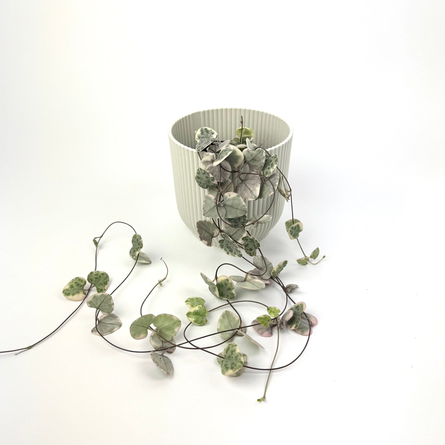 Ceropegia Woodii 'Variegata' 12cm Houseplant