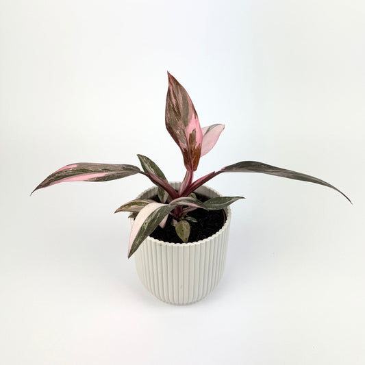 Philodendron Pink Princess Marble 11cm Houseplant