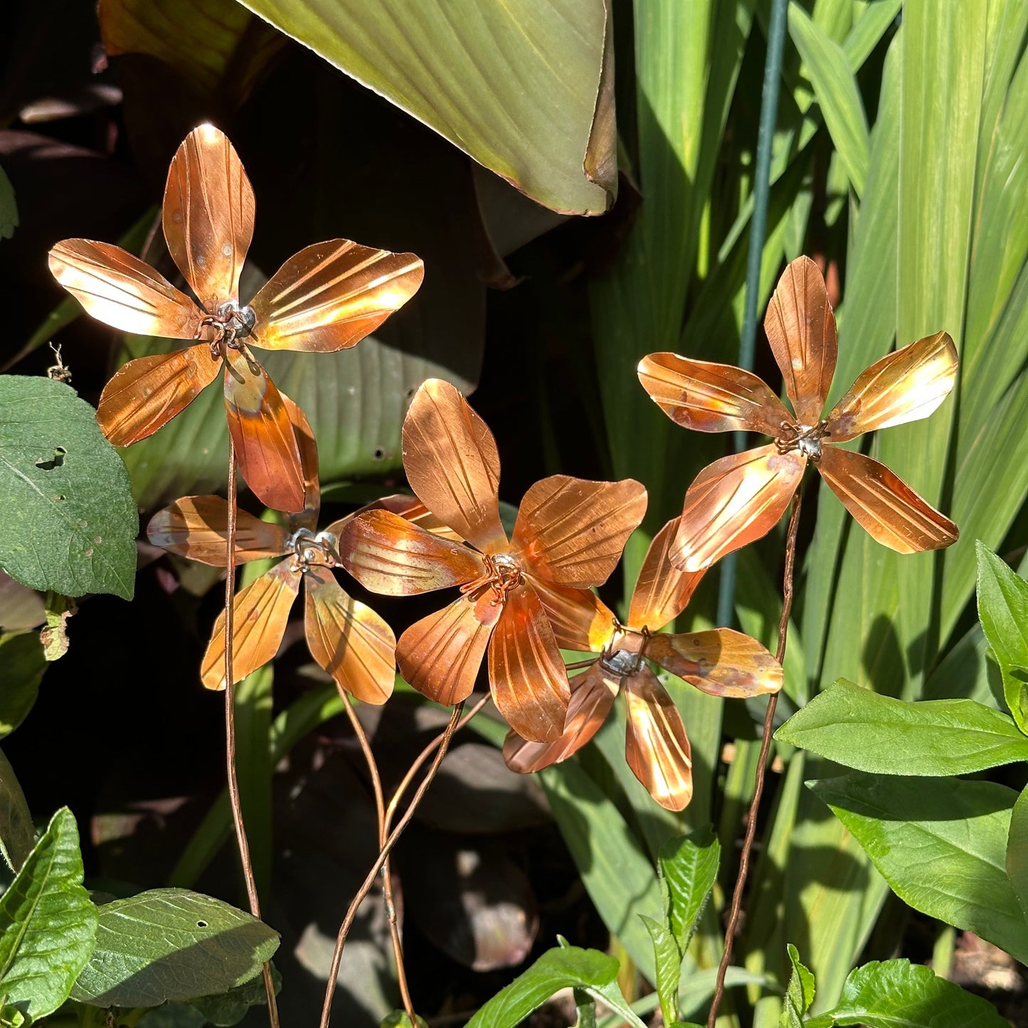 Copper Clematis Flower