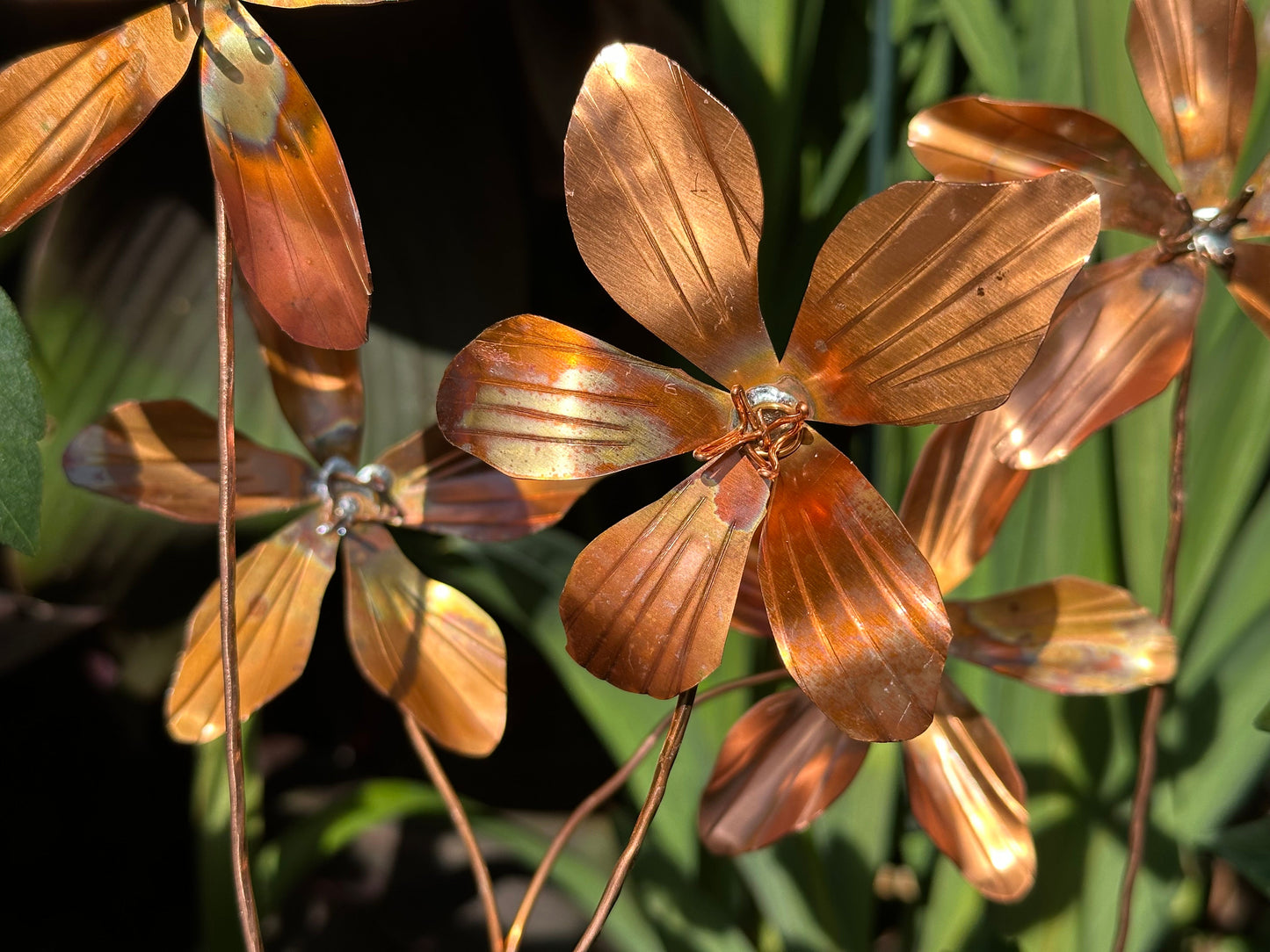 Copper Clematis Flower