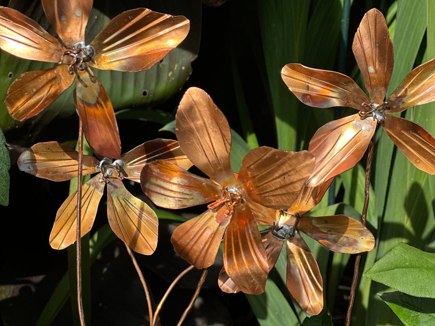 Copper Clematis Flower