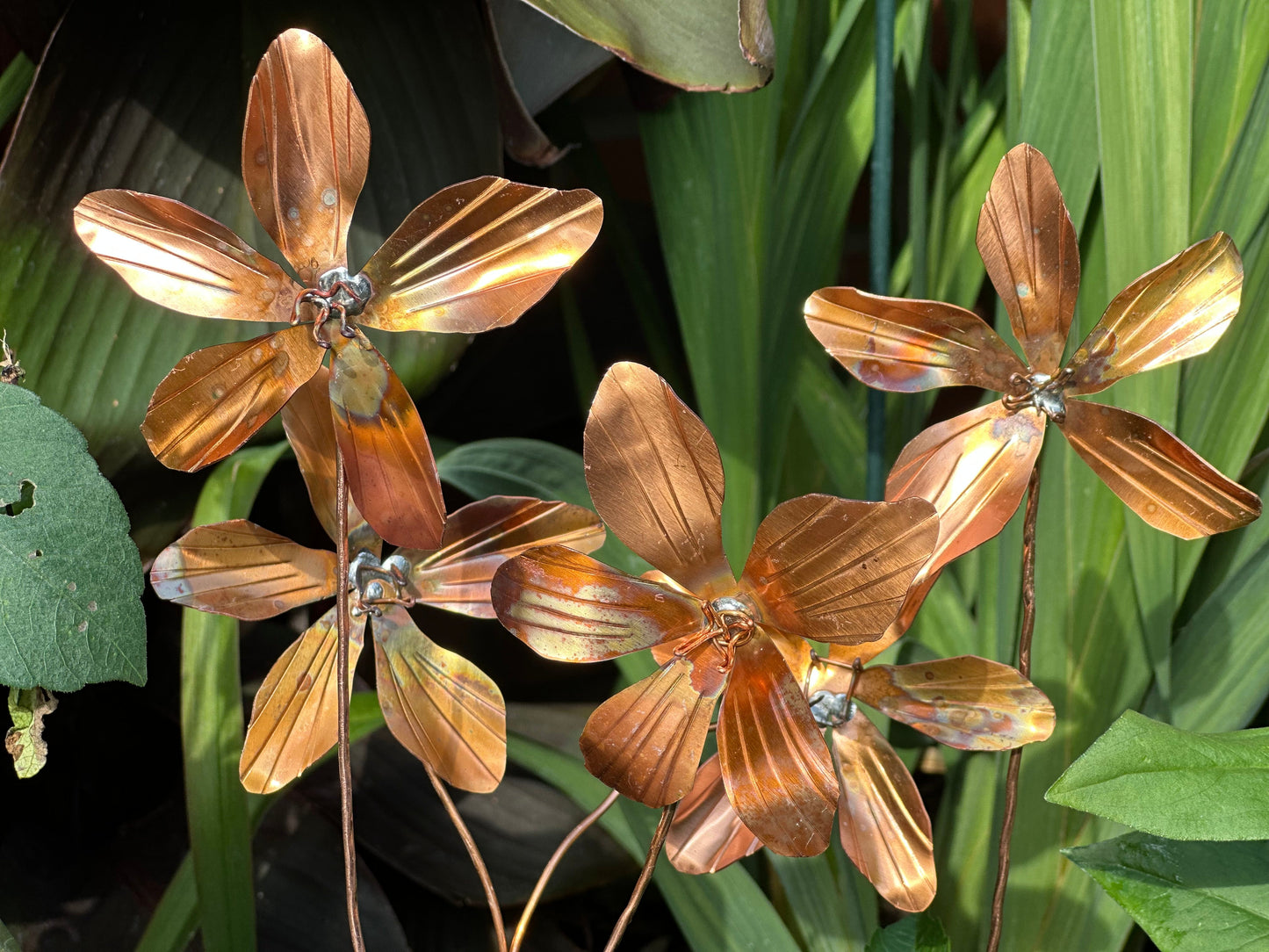Copper Clematis Flower