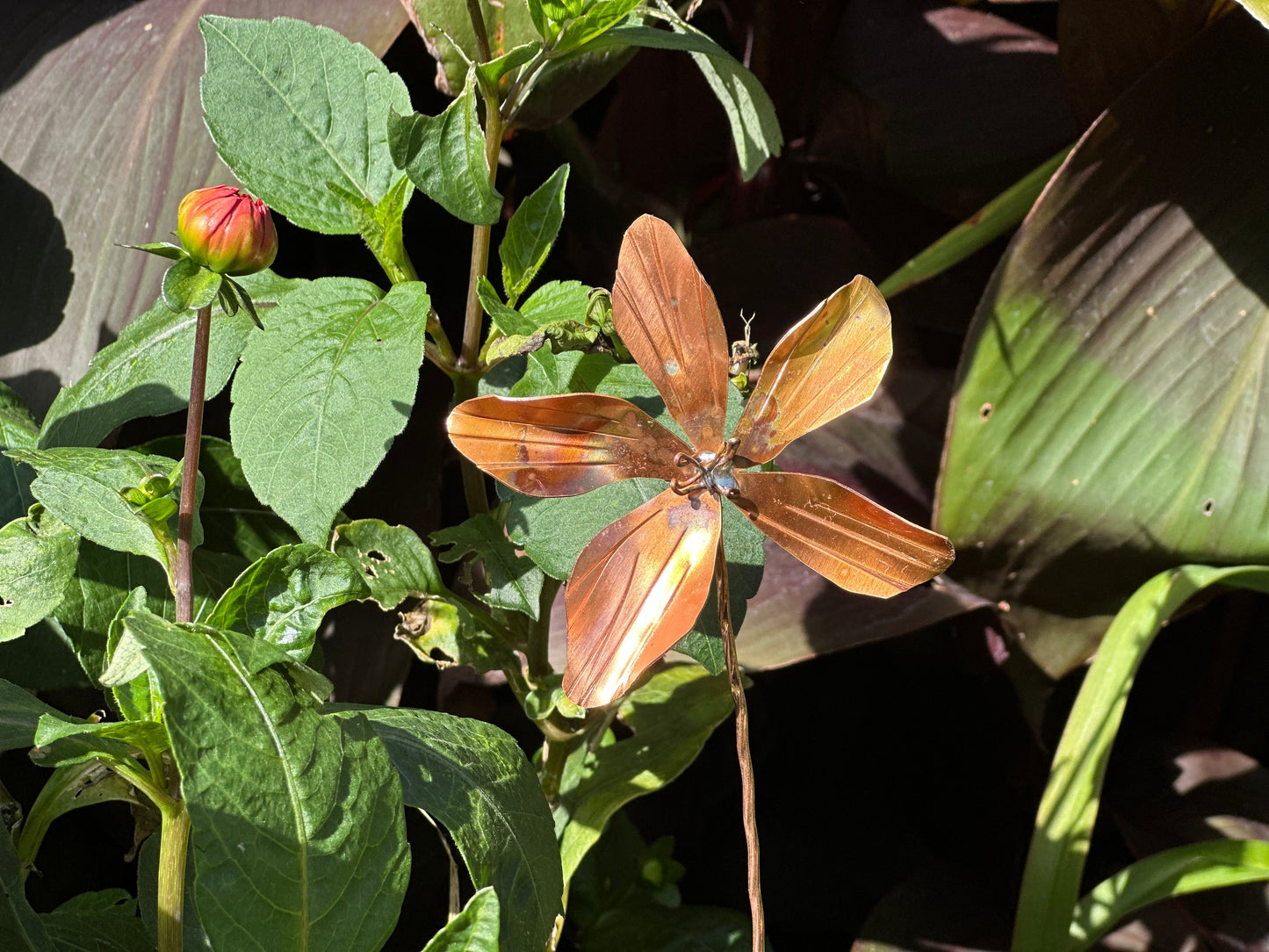 Copper Clematis Flower
