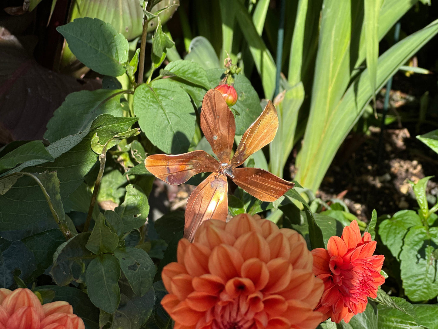 Copper Clematis Flower