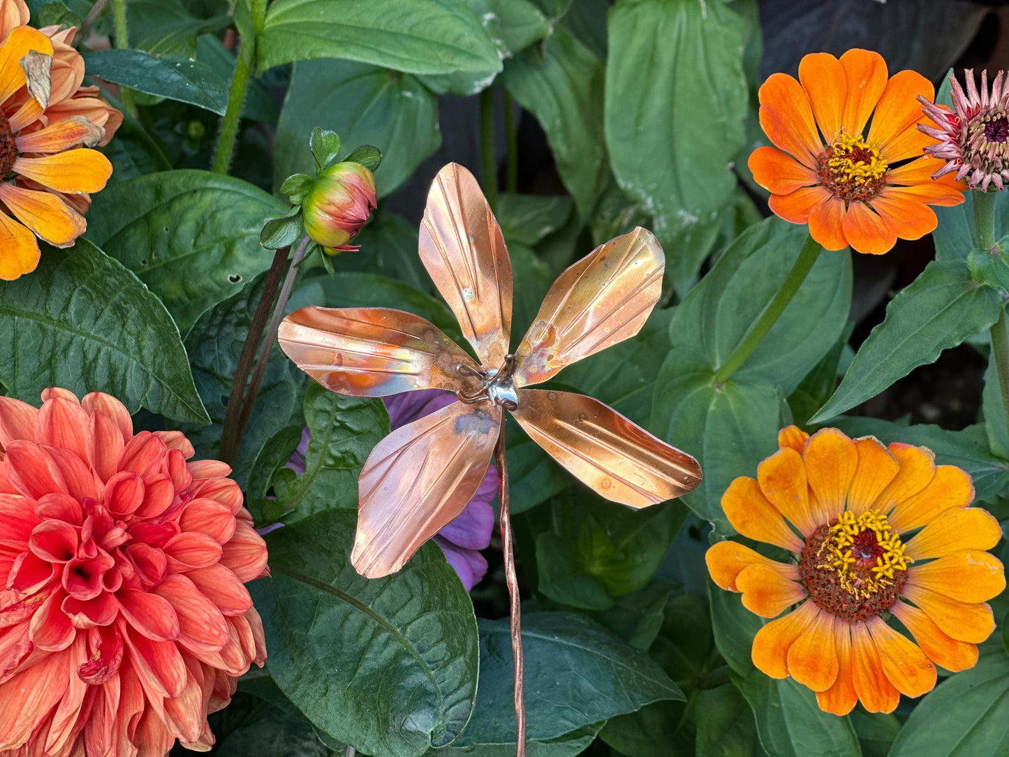 Copper Clematis Flower