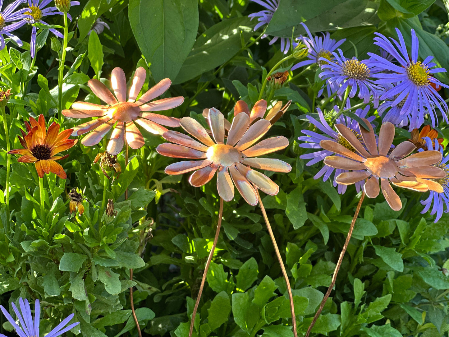 Copper Daisy Flower