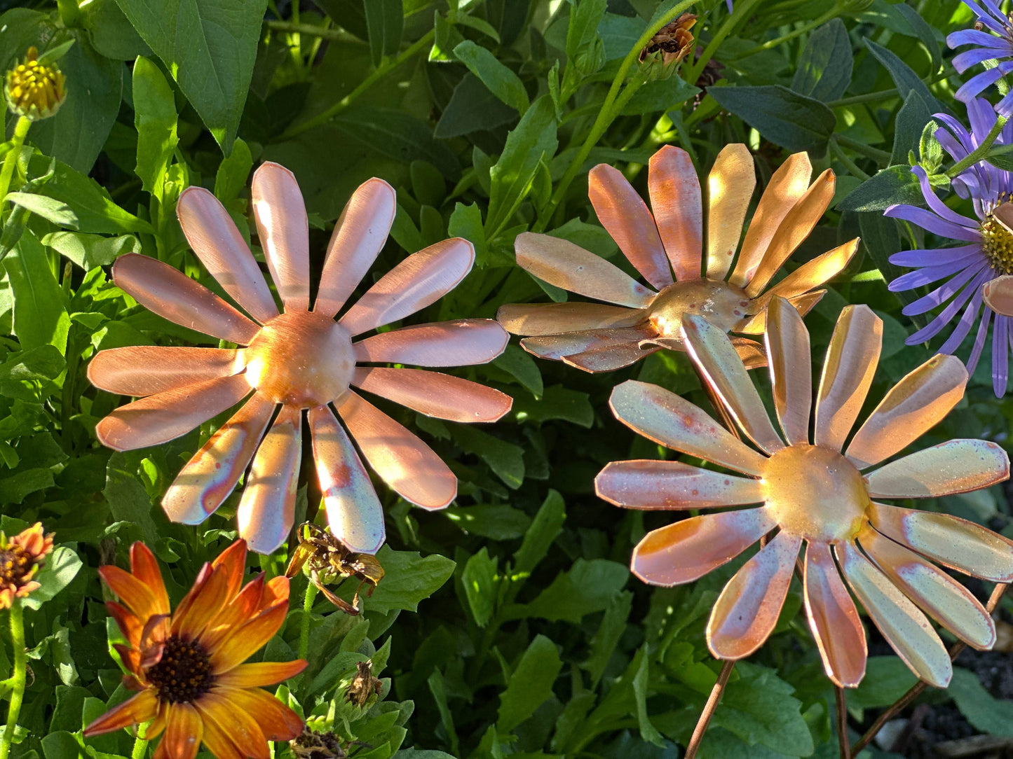 Copper Daisy Flower