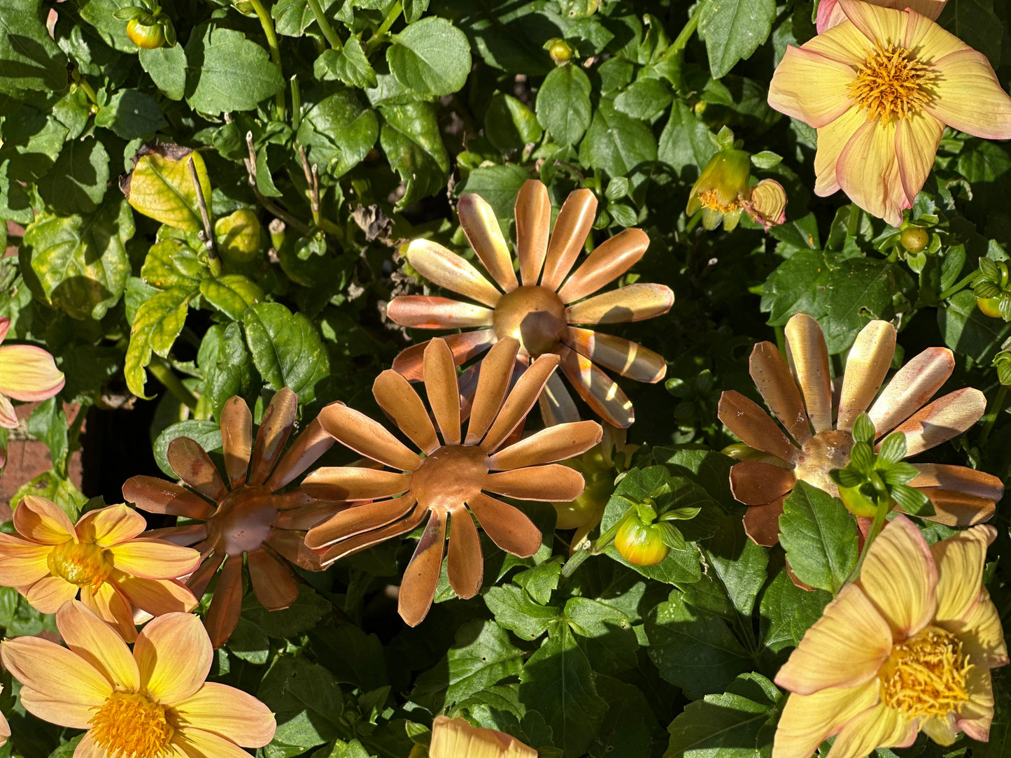 Copper Daisy Flower