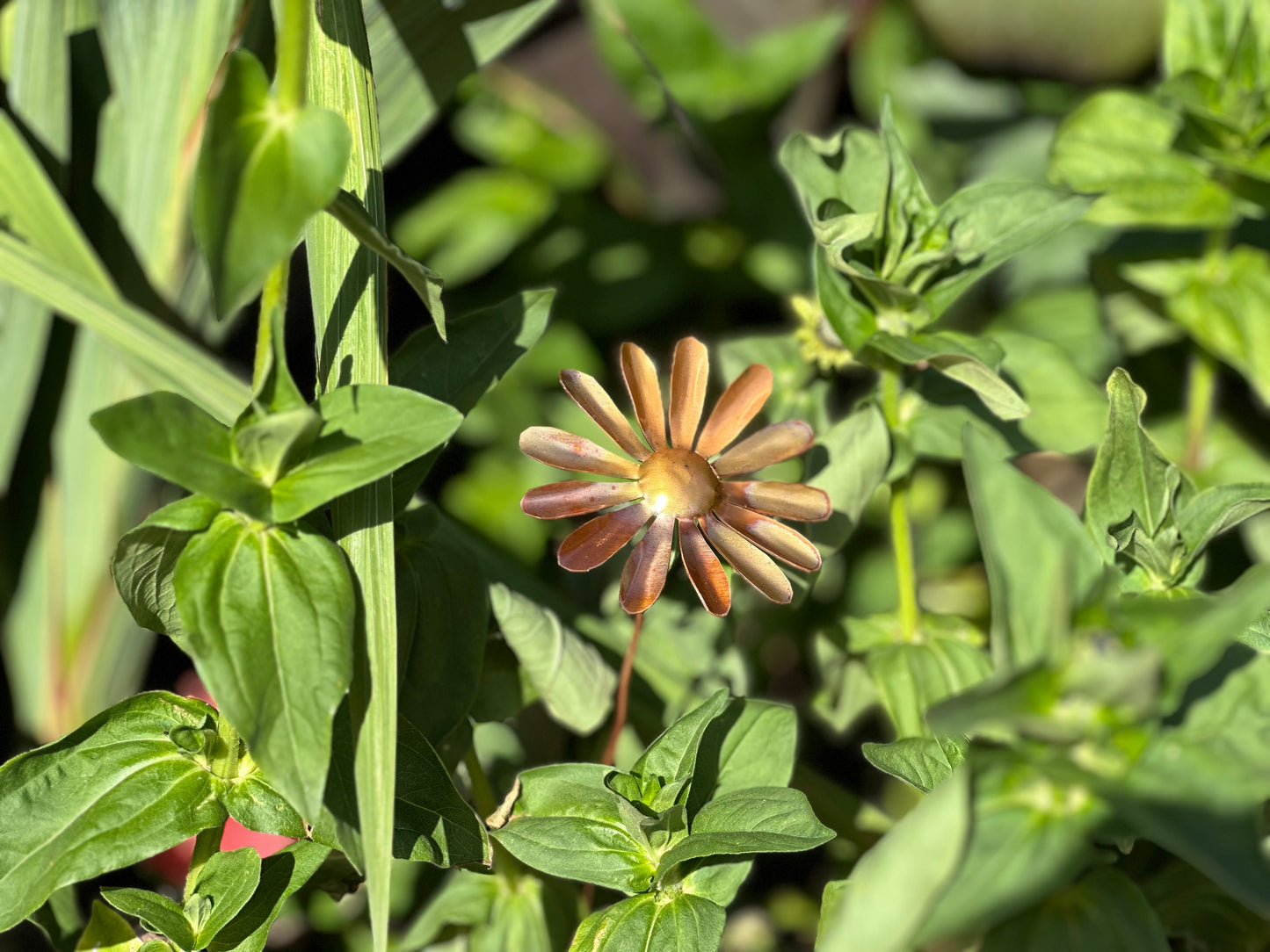 Copper Daisy Flower