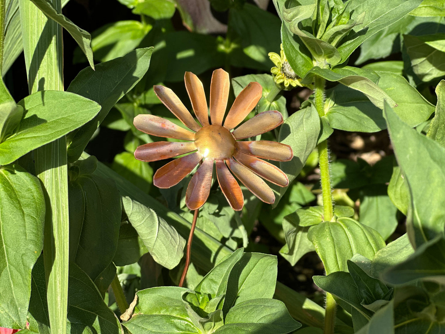 Copper Daisy Flower