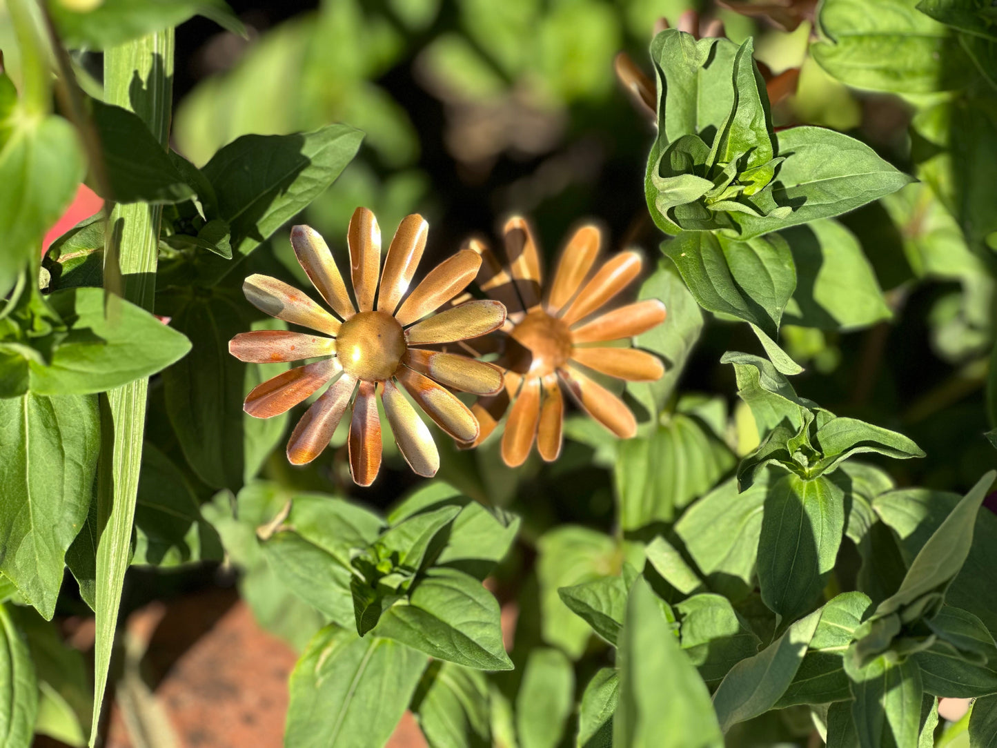Copper Daisy Flower