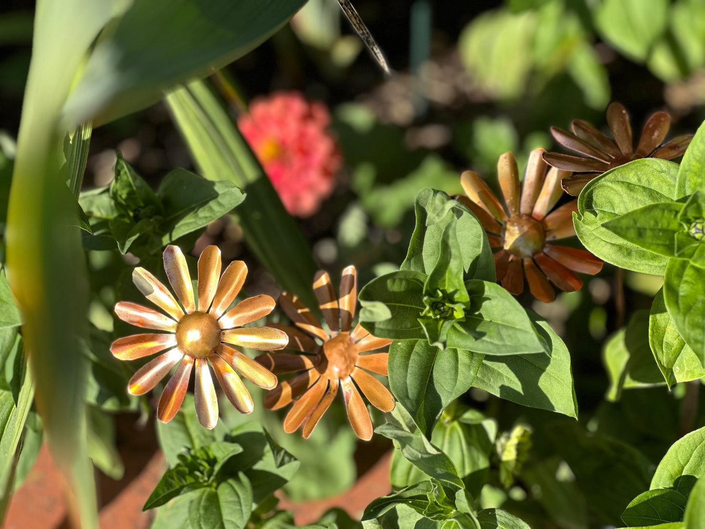 Copper Daisy Flower