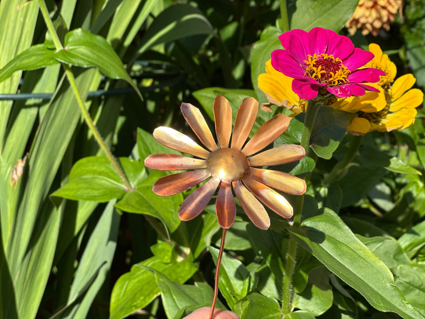 Copper Daisy Flower