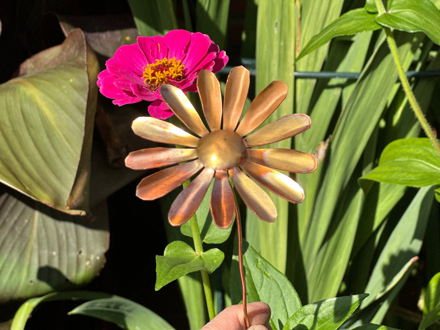 Copper Daisy Flower