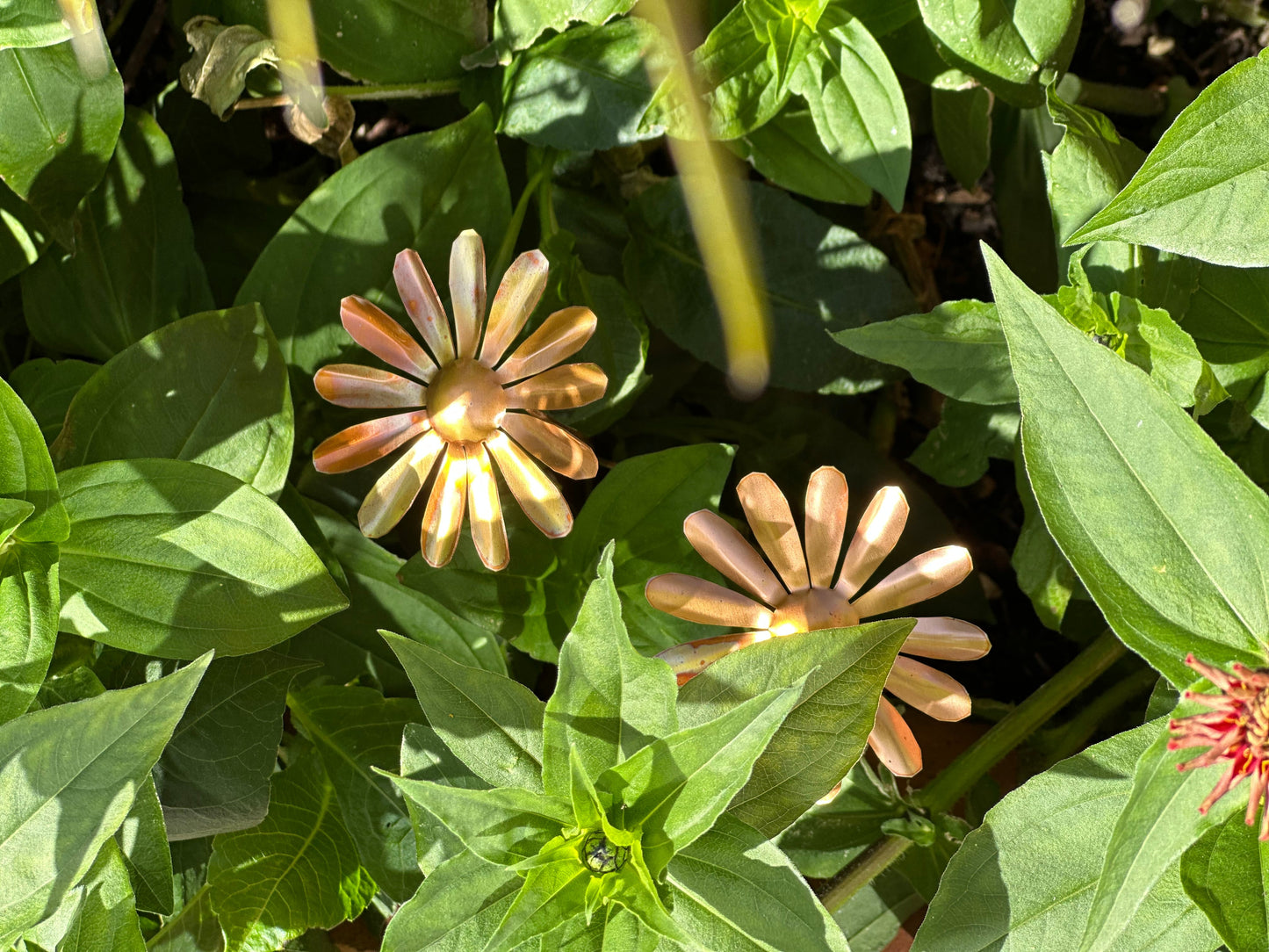 Copper Daisy Flower