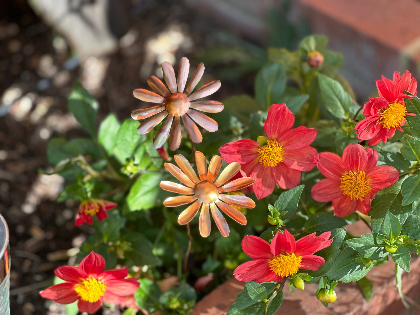 Copper Daisy Flower