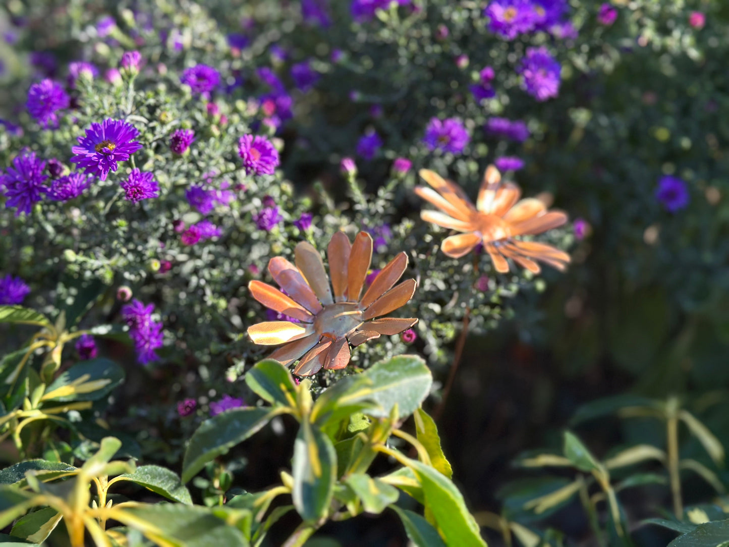 Copper Daisy Flower