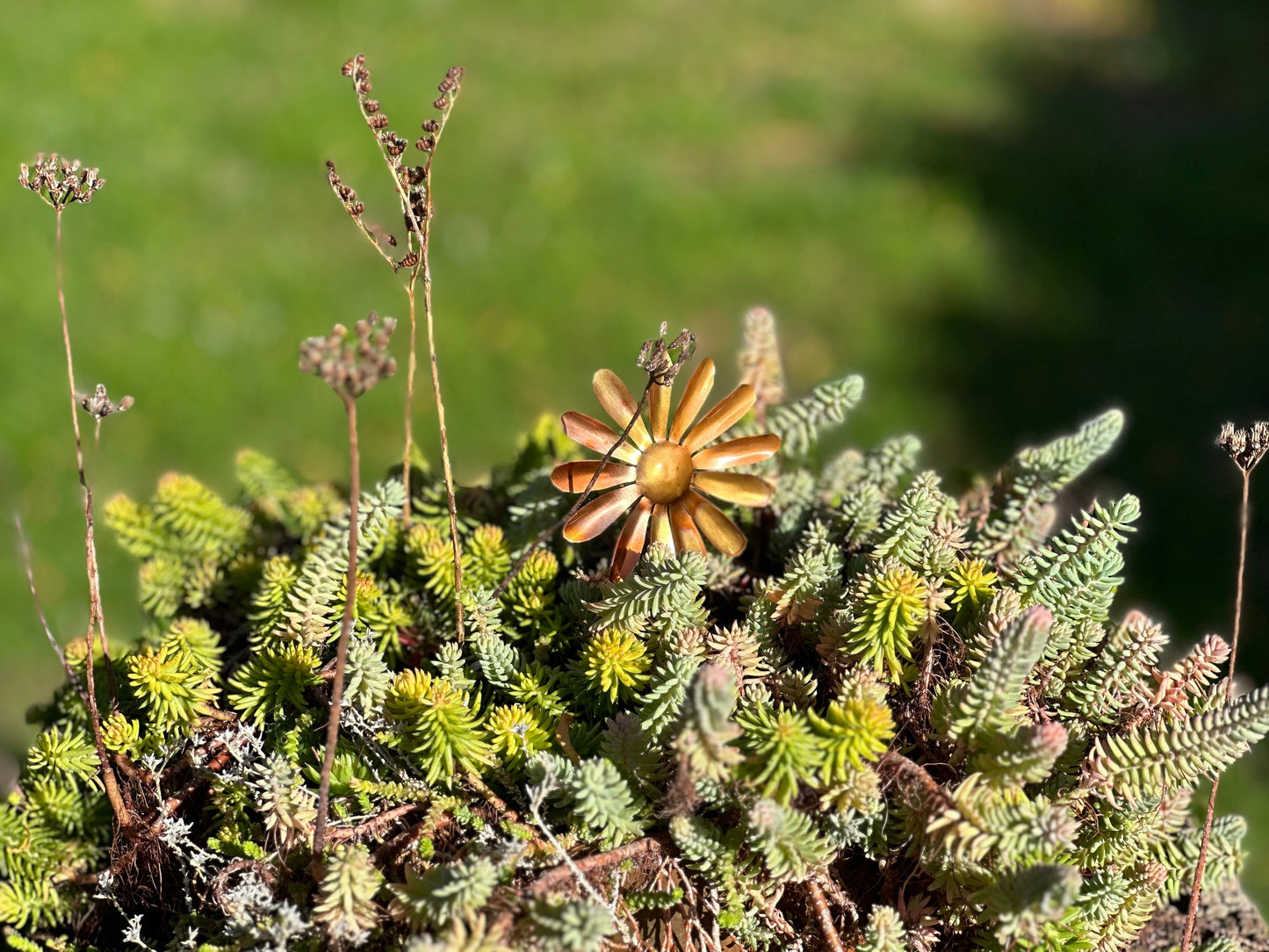 Copper Daisy Flower